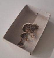 Zdjęcie przedstawia osoby podczas warsztatow o grzybach